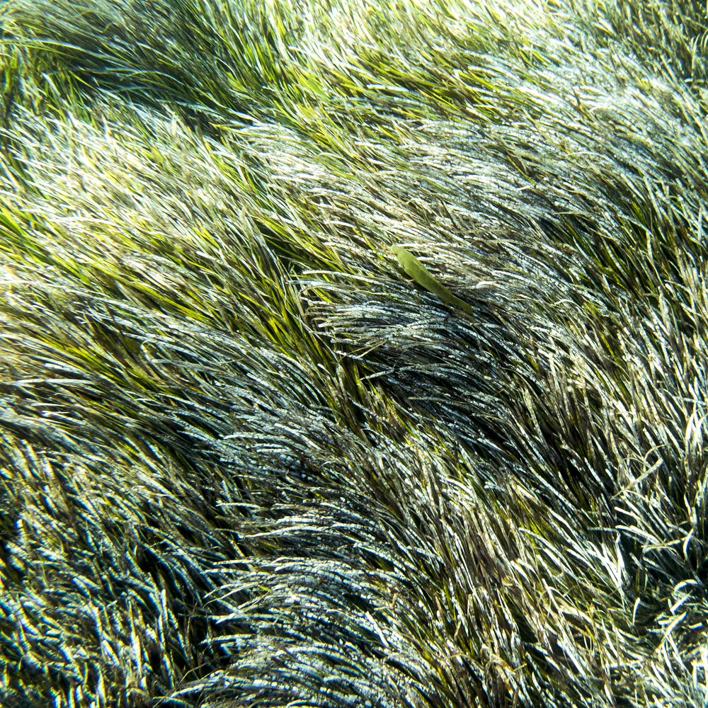Disfrazado de hierba marina - Fotografía artística de Nadja Jacke