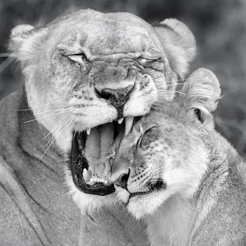 Amor de madre | leones khwai concesión moremi game reserve - Fineart fotografía por Dennis Wehrmann