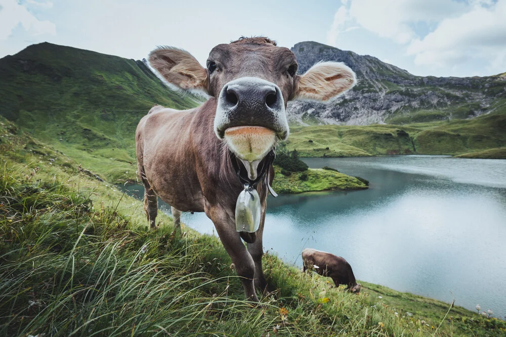 Vaca curiosa - Fotografía artística de Maximilian Fischer