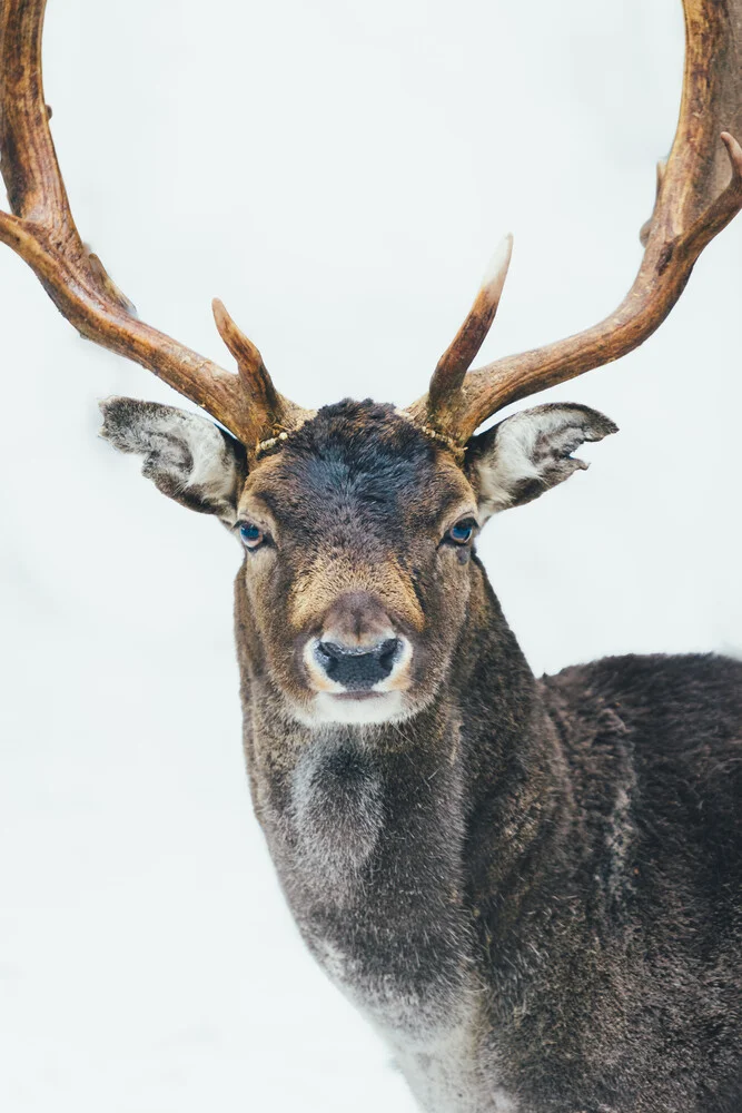 Retrato de un ciervo - Fotografía artística de Patrick Monatsberger