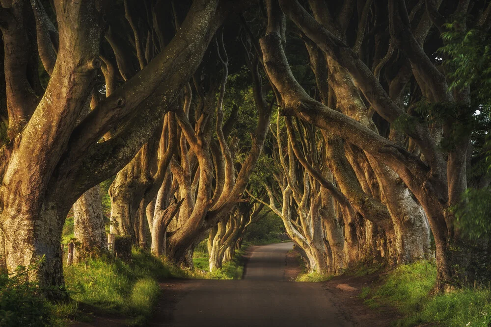 Irlanda - The Dark Hedges Sunrise - Fotografía artística de Jean Claude Castor