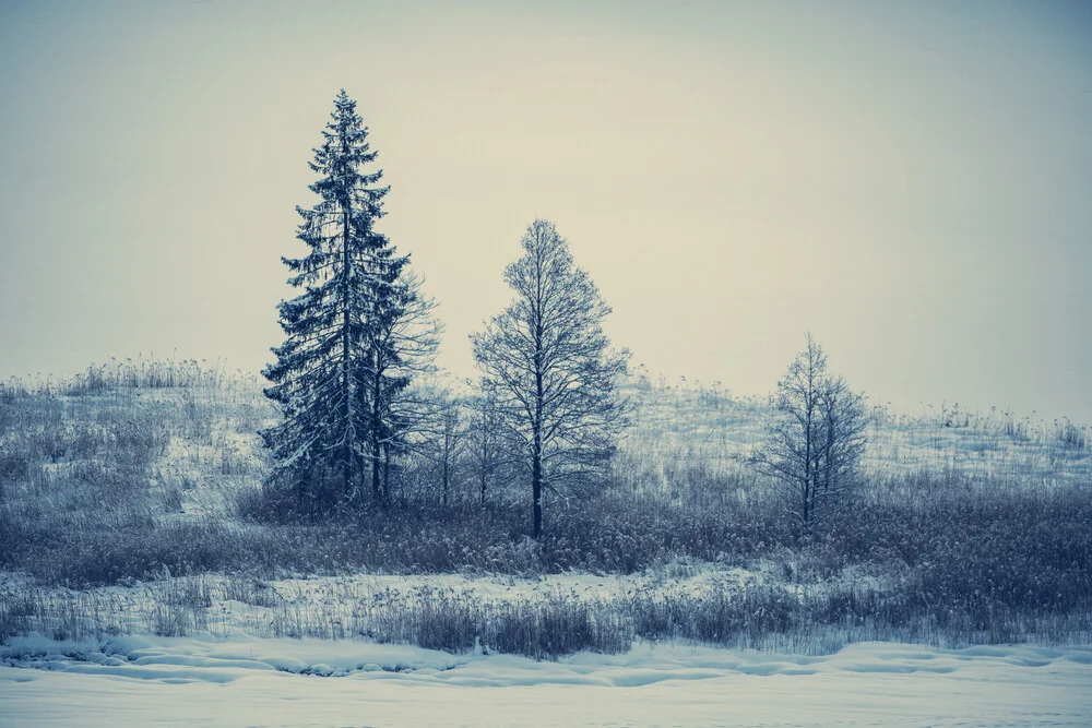 Stilleben von Bäumen im Schnee - fotografía de Franz Sussbauer