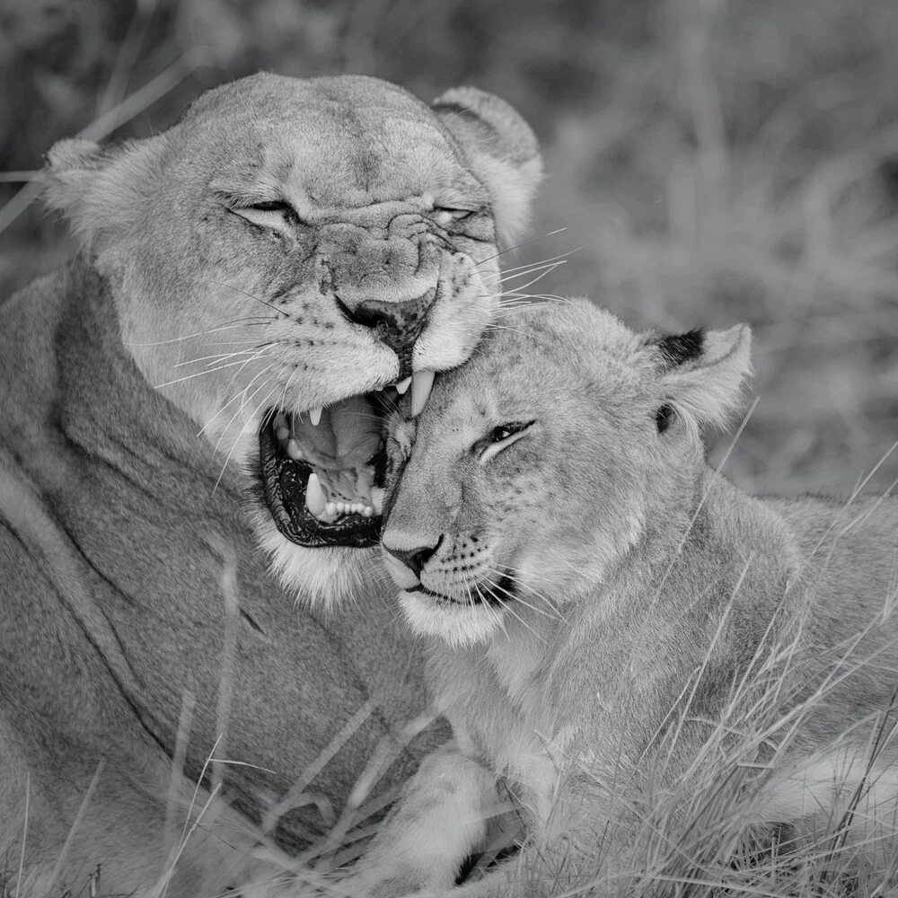 Madre león con cachorro - Fotografía artística de Dennis Wehrmann