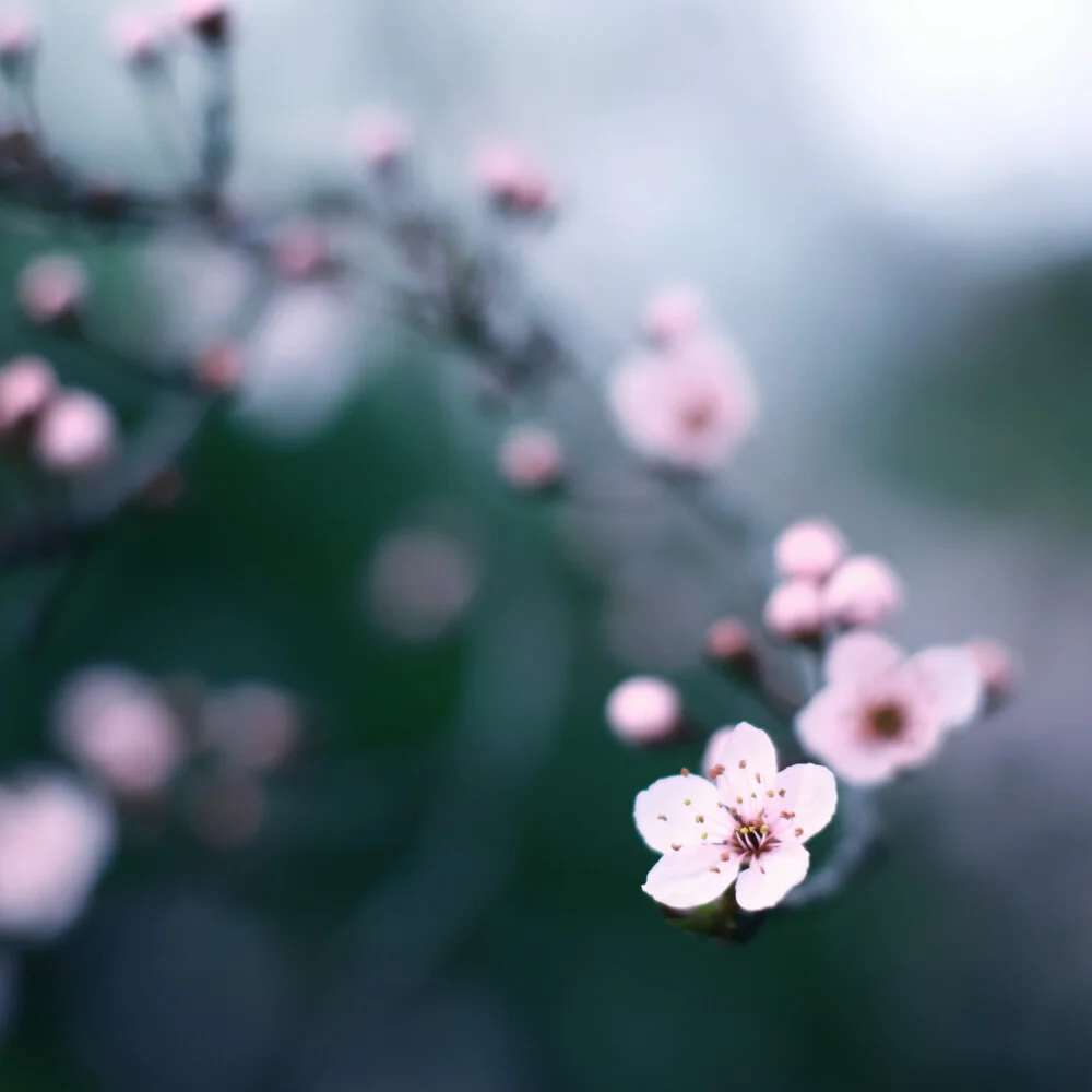 momentos de flor de cerezo II - Fotografía artística de Steffi Louis