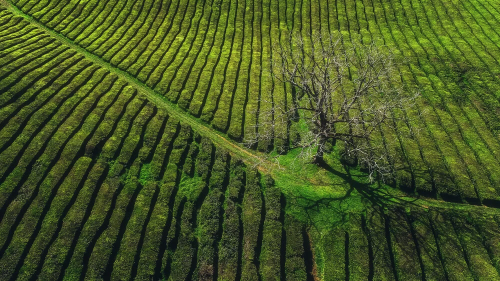 Plantación de té de las Azores en Sao Miguel - Fotografía artística de Jean Claude Castor