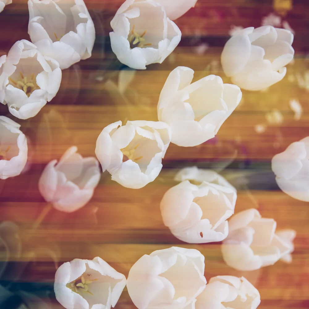 Weiße Tulpen von oben - fotografía de Nadja Jacke