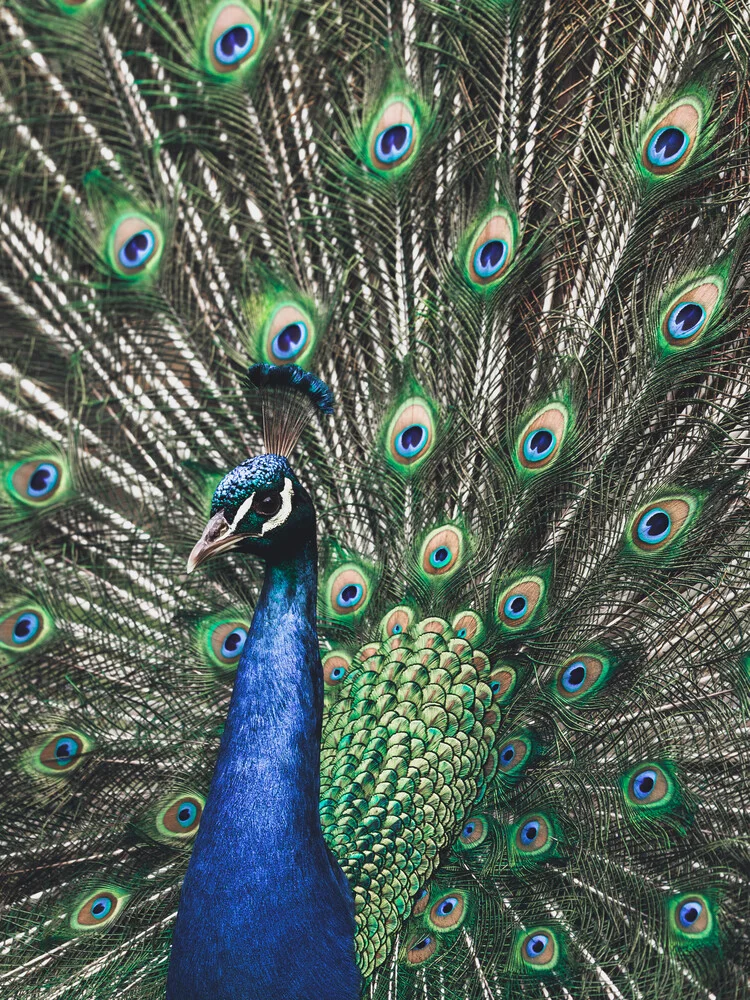 Retrato de pavo real - fotografía de Gergo Kazsimer