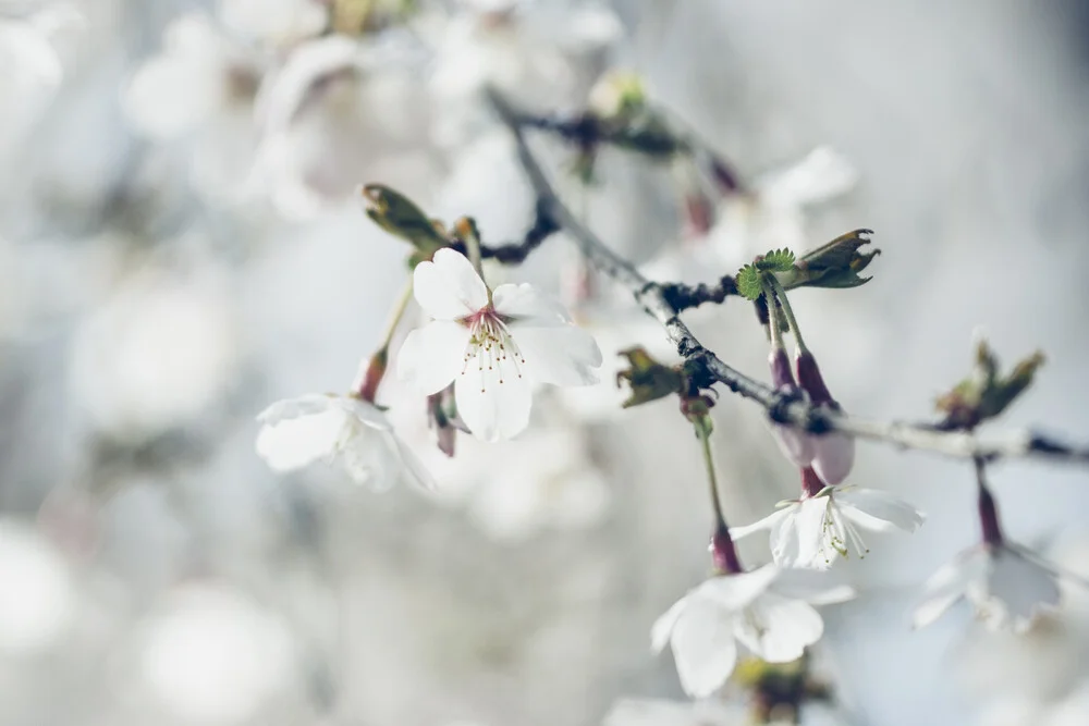 weiße Kirschblüten am Zweig - fotokunst de Nadja Jacke