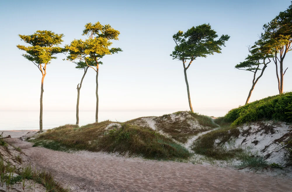 Strandbäume - fotografía de Heiko Gerlicher