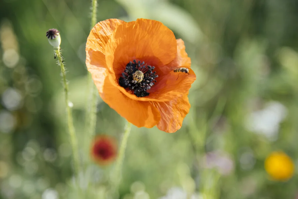 Flor de amapola con hoverfly en el sol de verano - Fotografía artística de Nadja Jacke