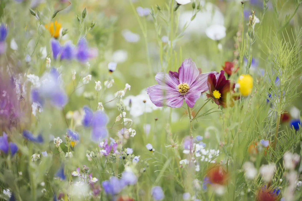 Prado de flores de verano con flores silvestres - Fotografía artística de Nadja Jacke