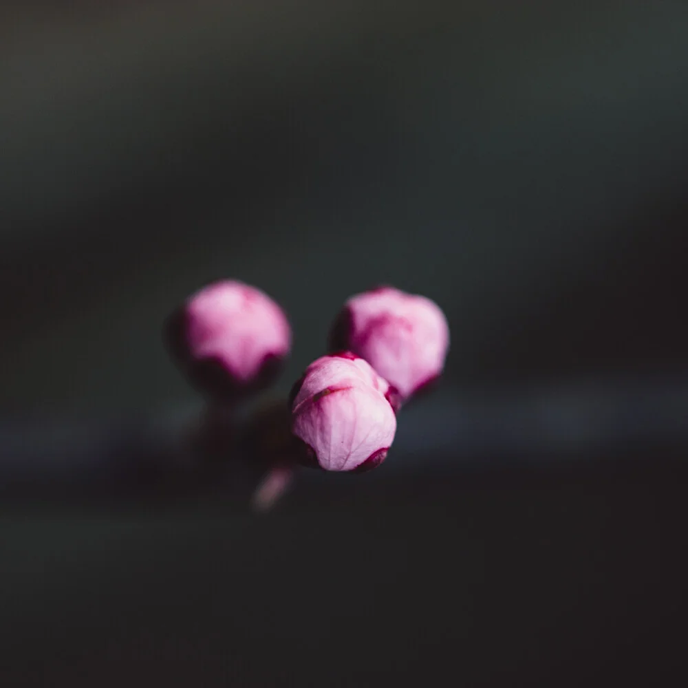 Tres capullos de flor de cerezo en una rama - Fotografía artística de Nadja Jacke