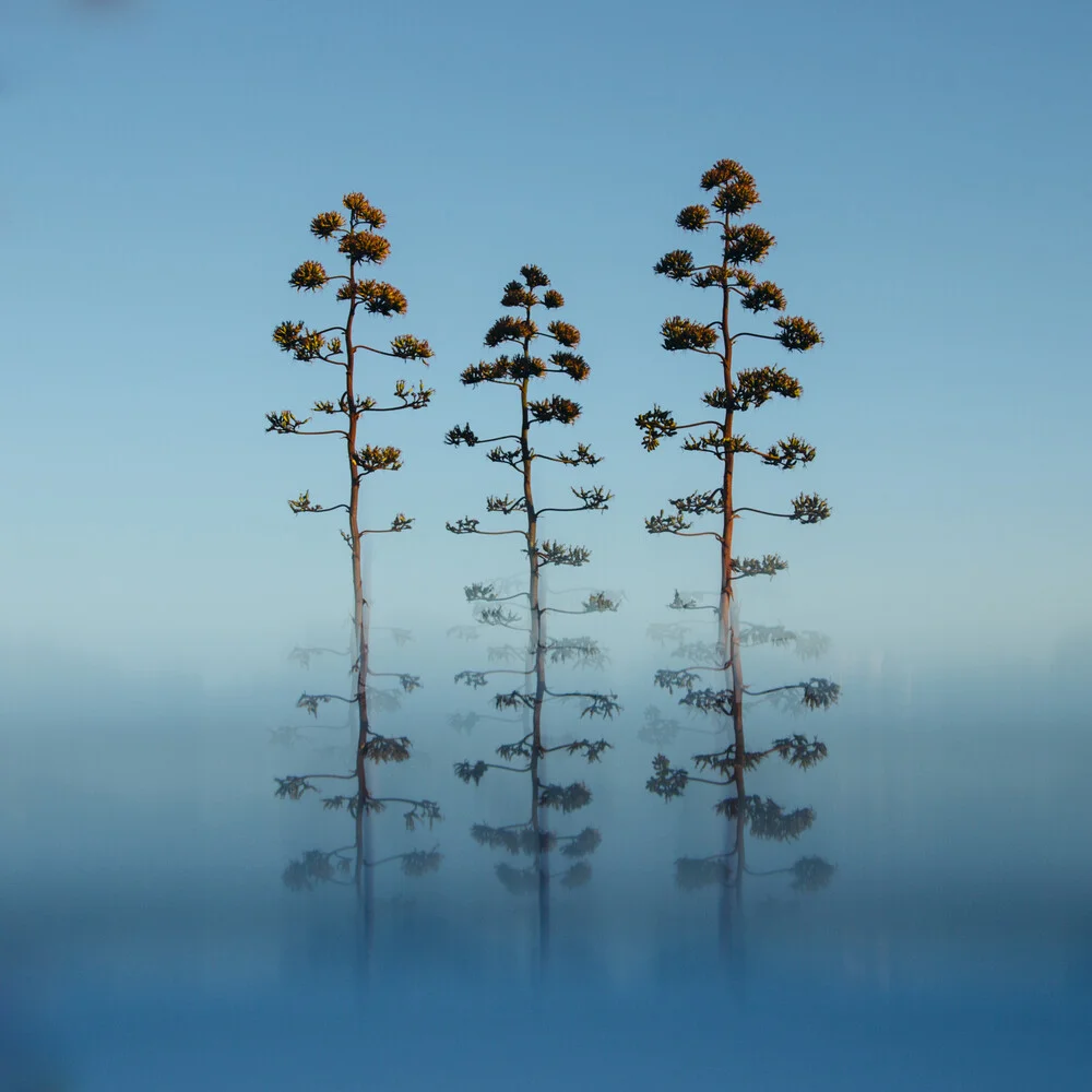 3 Blüten der Agave - fotokunst de Nadja Jacke