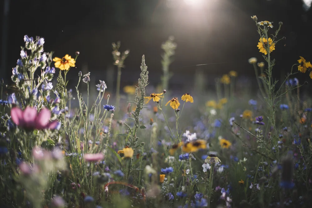 Prado de flores de verano bajo el sol de verano - Fotografía artística de Nadja Jacke