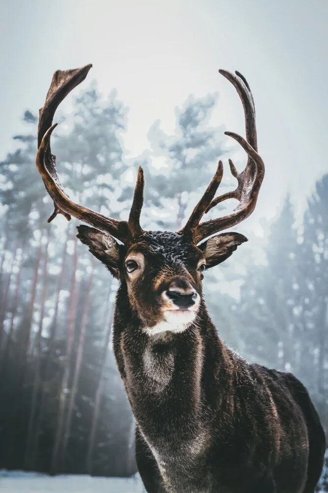 Rey de los bosques - fotokunst de Patrick Monatsberger