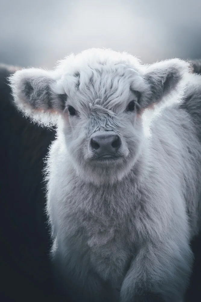 Little White Highland Cow - Fotografía artística de Patrick Monatsberger