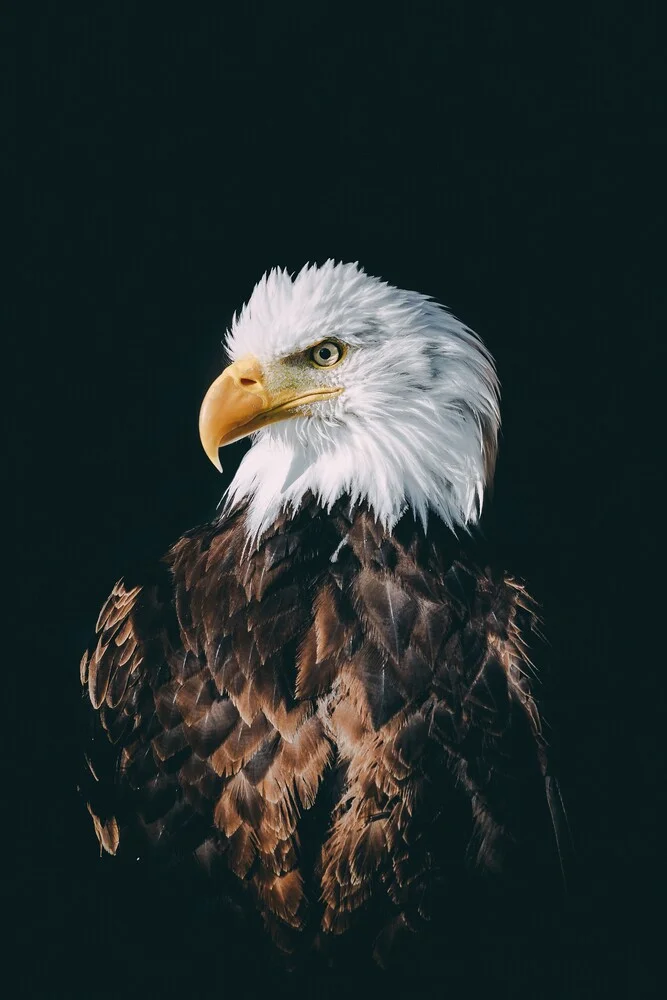 American Eagle - Fotografía artística de Patrick Monatsberger