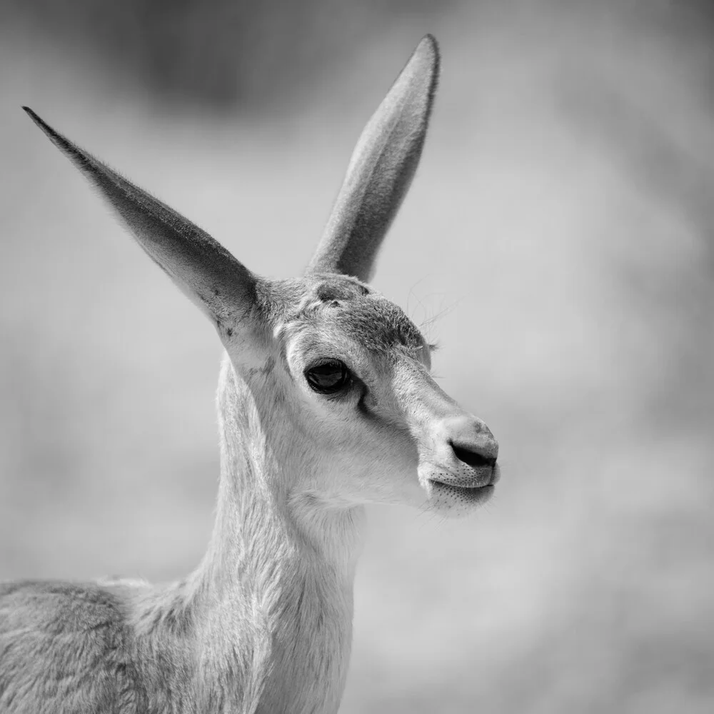 Springbock Baby Kalahari Transfrontier Park - Fotografía artística de Dennis Wehrmann