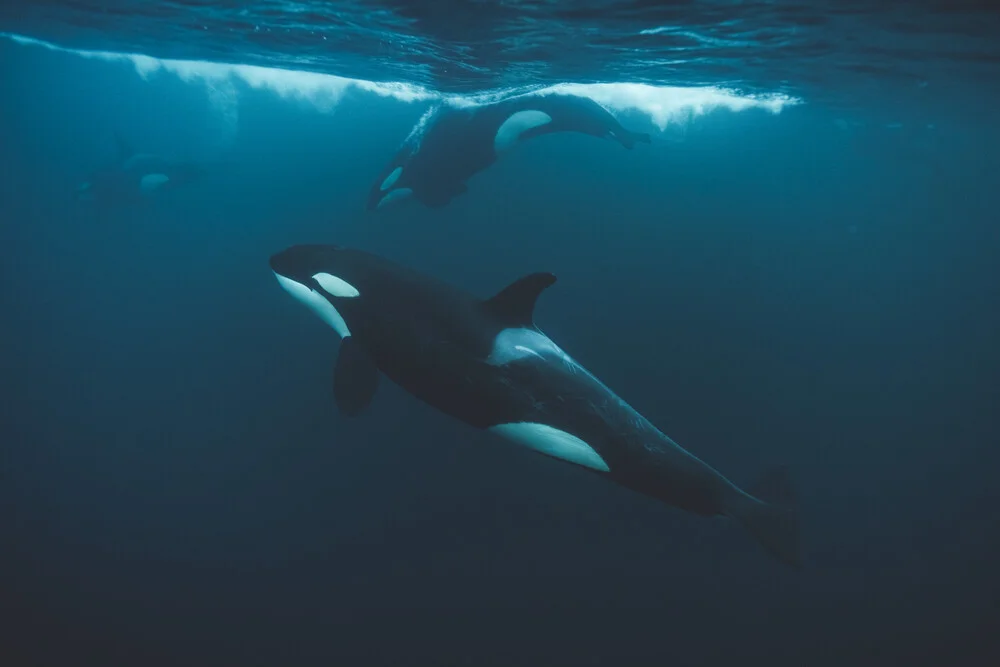 Orcas im Nordmeer - fotokunst de Roman Königshofer