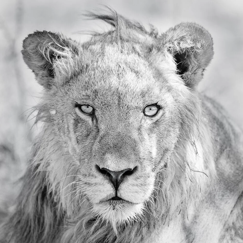 En el foco del león - Fotografía artística de Dennis Wehrmann