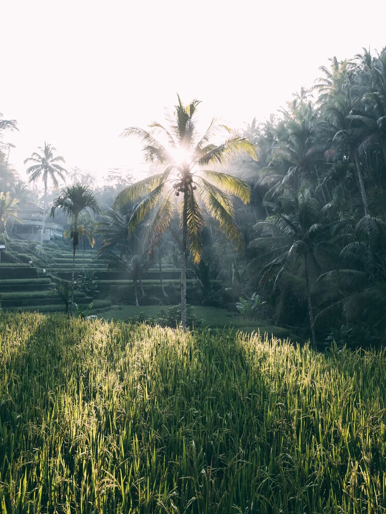 Amanecer en los campos de arroz - fotokunst von Sebastian 'zeppaio' Scheichl