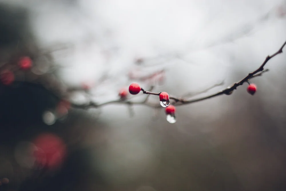 frutos rojos en una rama en invierno con gotas de agua - Fotografía artística de Nadja Jacke