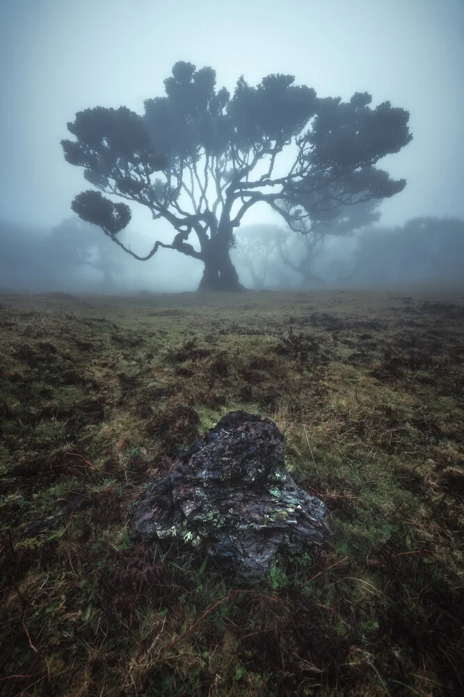 Bosque de laurisilva de Madeira Fanal con niebla - Fotografía artística de Jean Claude Castor