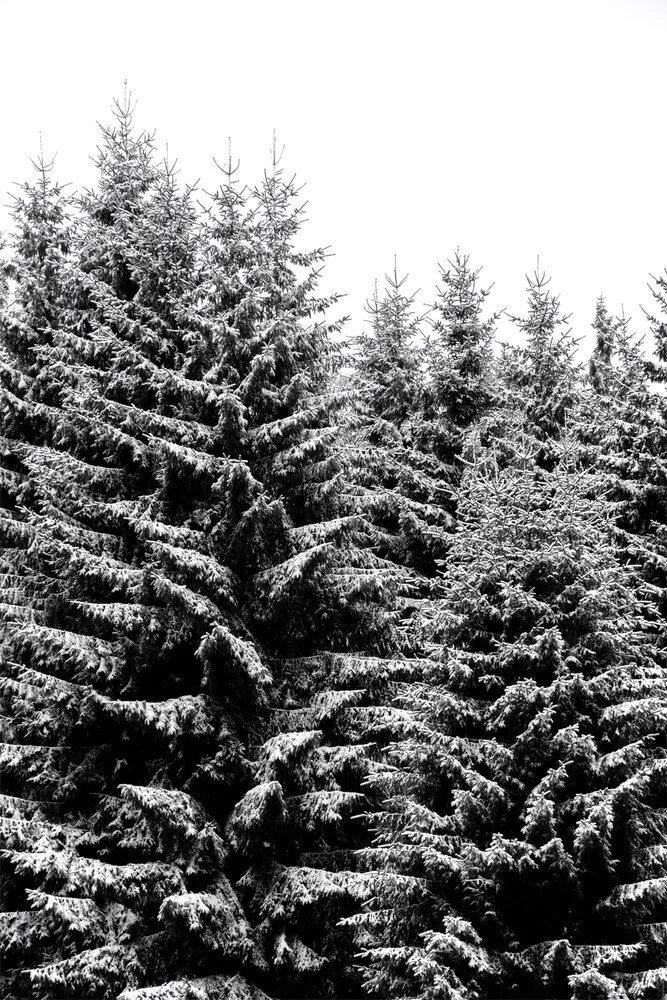 Árboles de Navidad nevados - Fotografía artística de Studio Na.hili