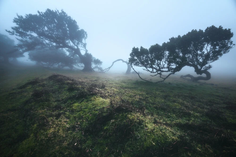 Bosque nuboso de Madeira Fanal con árboles de laurel - Fotografía artística de Jean Claude Castor