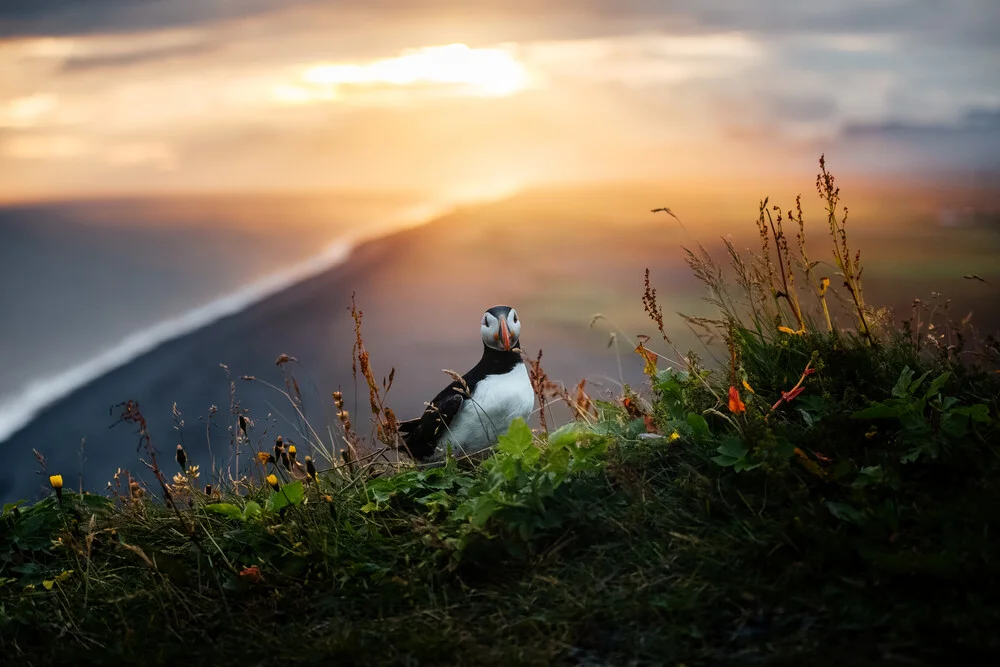 Frailecillo al borde de un acantilado en Islandia - fotokunst von Marina Weishaupt