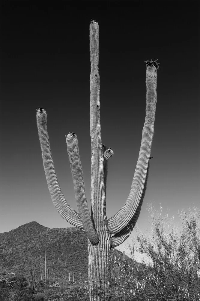 PARQUE NACIONAL DE SAGUARO Saguaro gigante - Fotografía artística de Melanie Viola