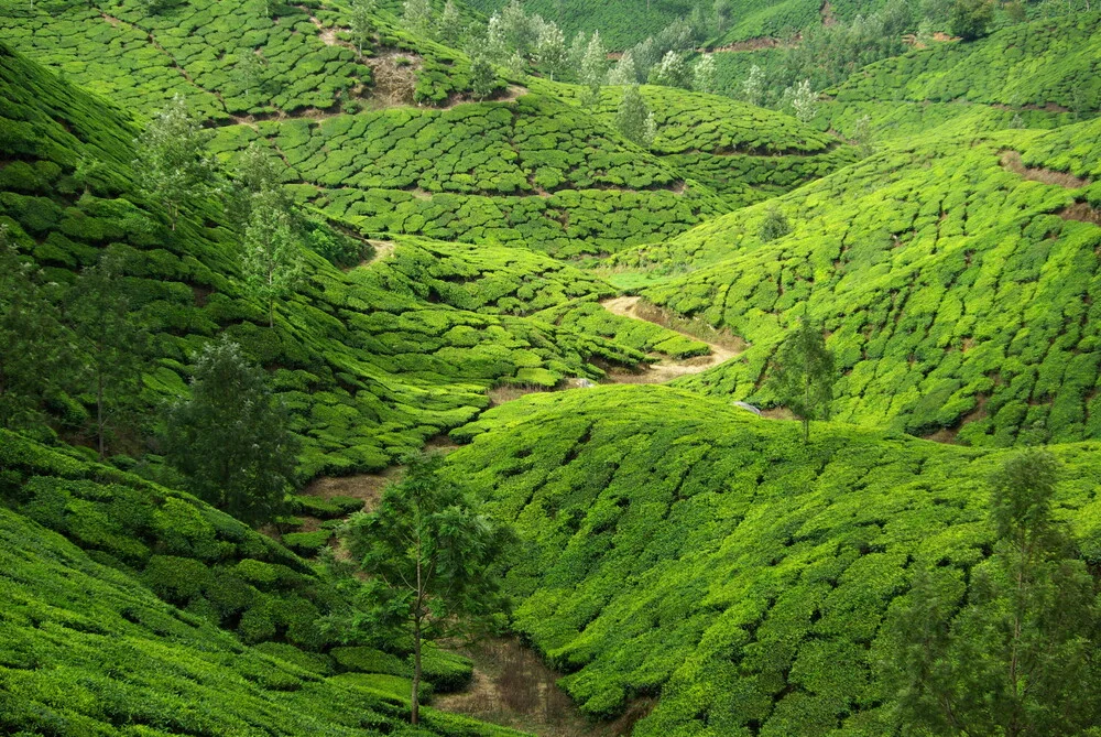 Teeplantage en Munnar, Indien - Fotografía artística de Jml Laufs