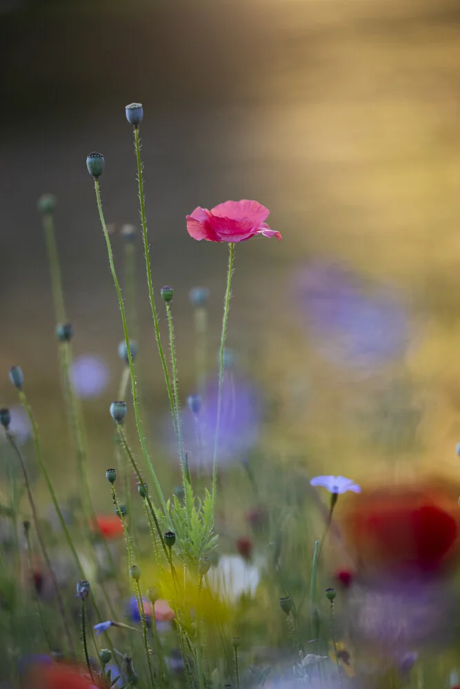 La flor de amapola de seda brilla bajo el sol de la mañana - Fotografía artística de Nadja Jacke