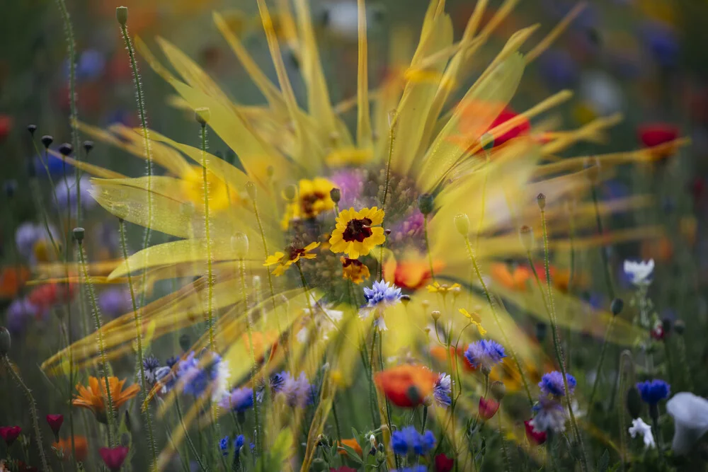 Ojo de niña en el prado de flores de verano - Fotografía artística de Nadja Jacke