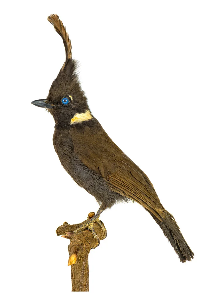 Rarity Cabinet Bird Black - Fotografía artística de Marielle Leenders