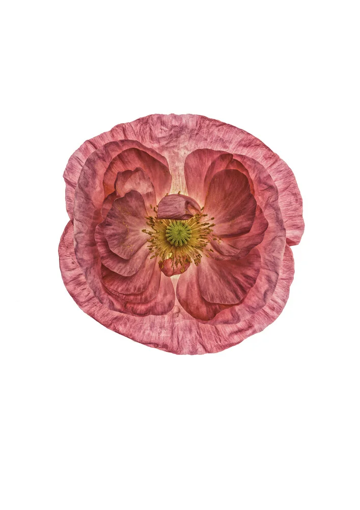 Rarity Cabinet Flower Poppy Pink - Fotografía artística de Marielle Leenders
