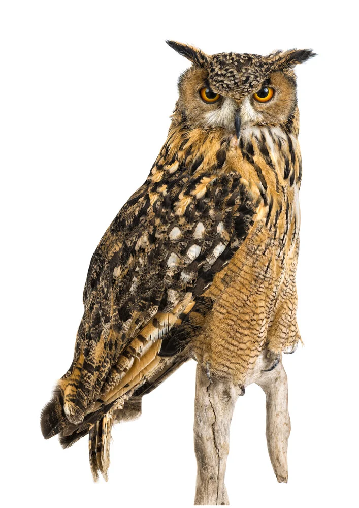 Rarity Cabinet Bird Owl Big - Fotografía artística de Marielle Leenders