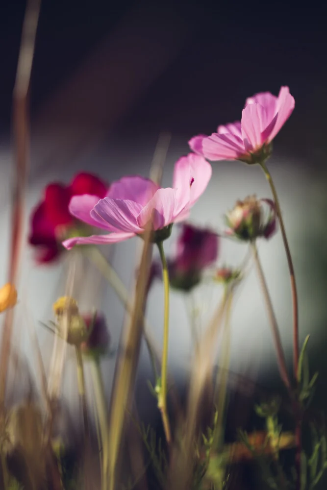 Cosmos de flores de verano - Fotografía artística de Nadja Jacke