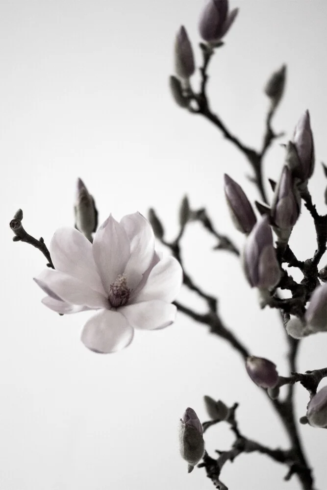 Felicidad de Magnolia - Fotografía artística de Studio Na.hili