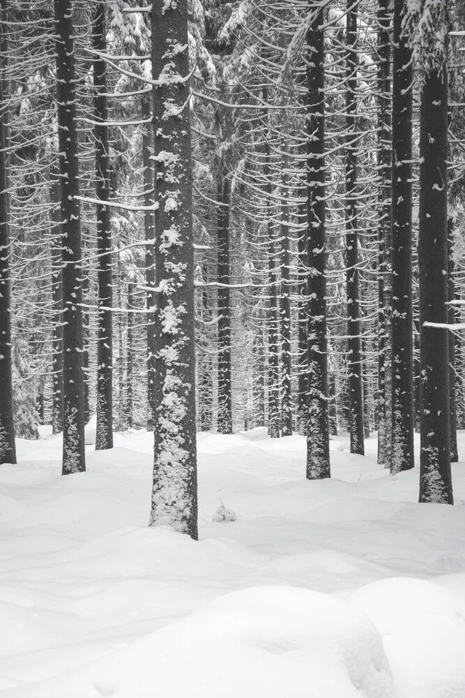 Deep Dark White Forest - Fotografía artística de Studio Na.hili