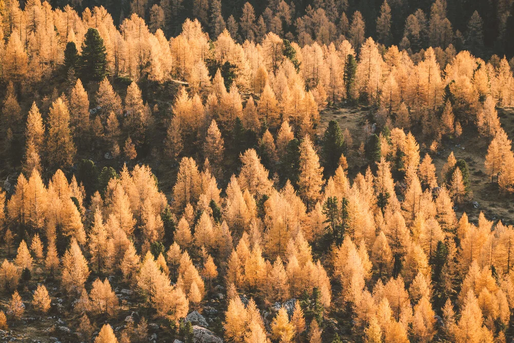 Alerces dorados de otoño - Fotografía artística de Roman Königshofer