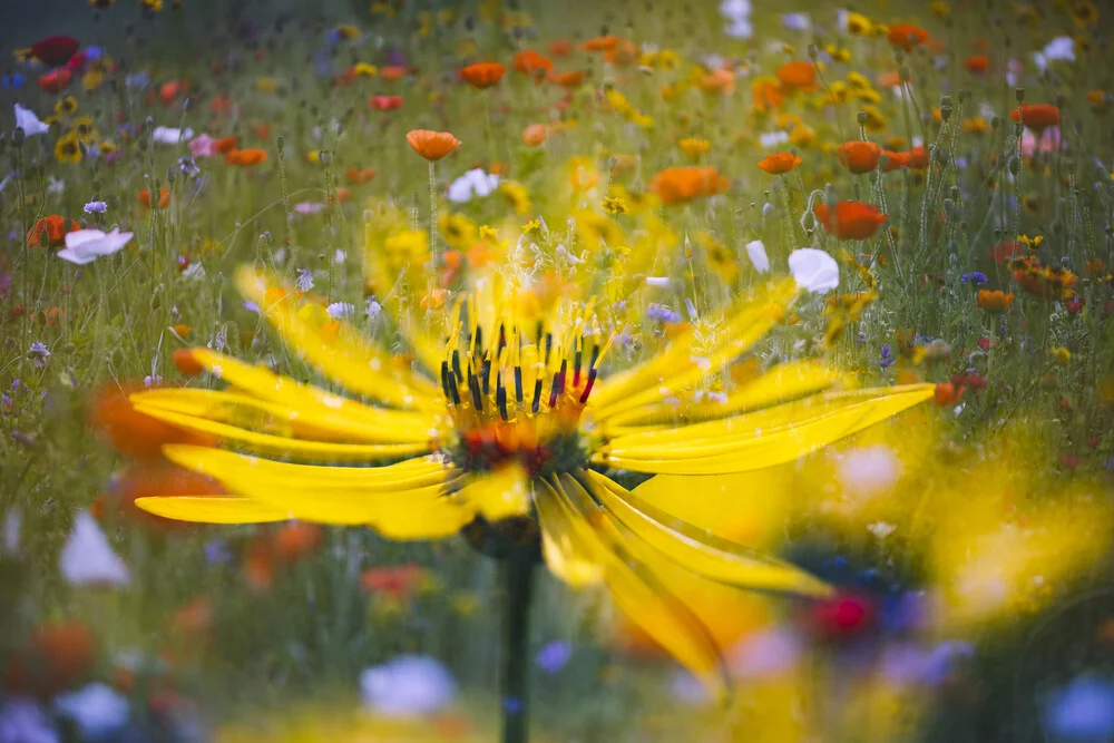 Prado de flores silvestres con flor amarilla - Fotografía artística de Nadja Jacke
