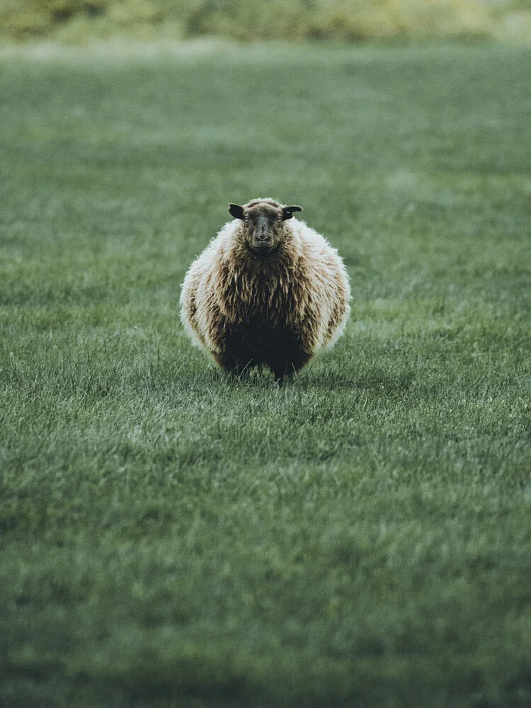 Retrato de un pastor islandés - Fotografía artística de Franz Sussbauer