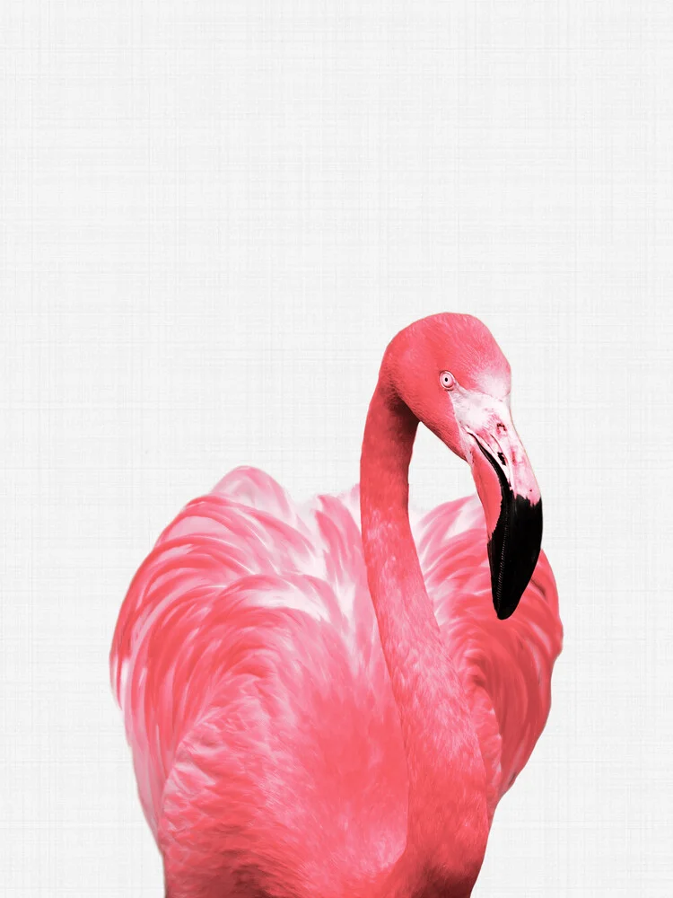 Flamingo - fotografía de Vivid Atelier