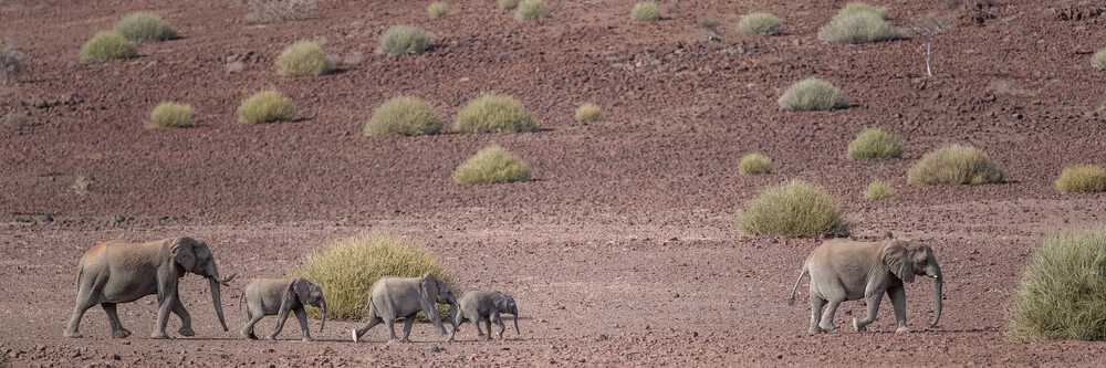 Desfile de elefantes Concesión Palmwag Namibia - Fotografía artística de Dennis Wehrmann