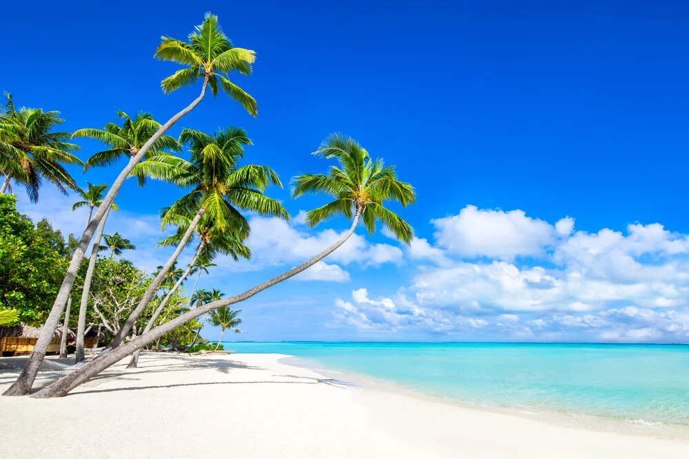 Playa de palmeras en Bora Bora - Fotografía artística de Jan Becke