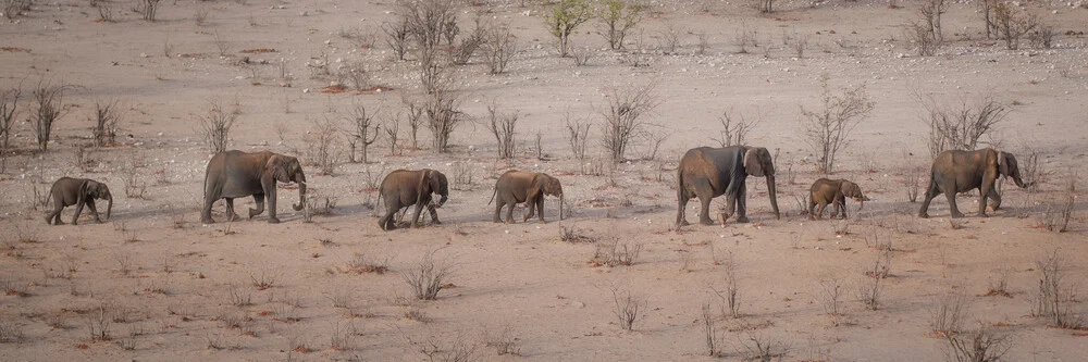 Desfile de elefantes Parque Nacional Etosha Namibia - Fotografía artística de Dennis Wehrmann