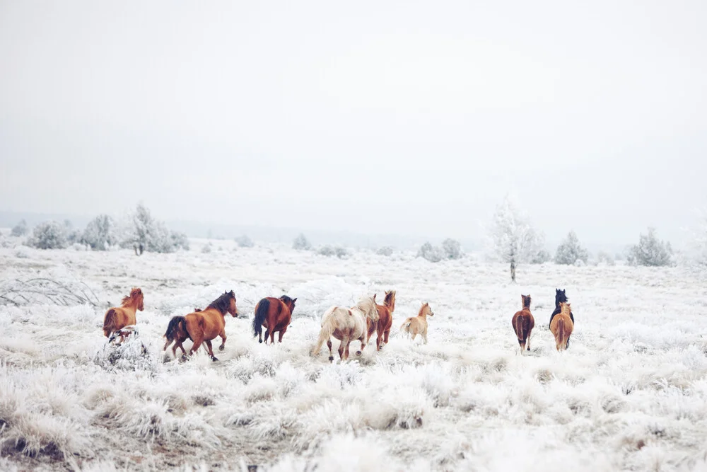 Winter Horseland - Fotografía artística de Kevin Russ