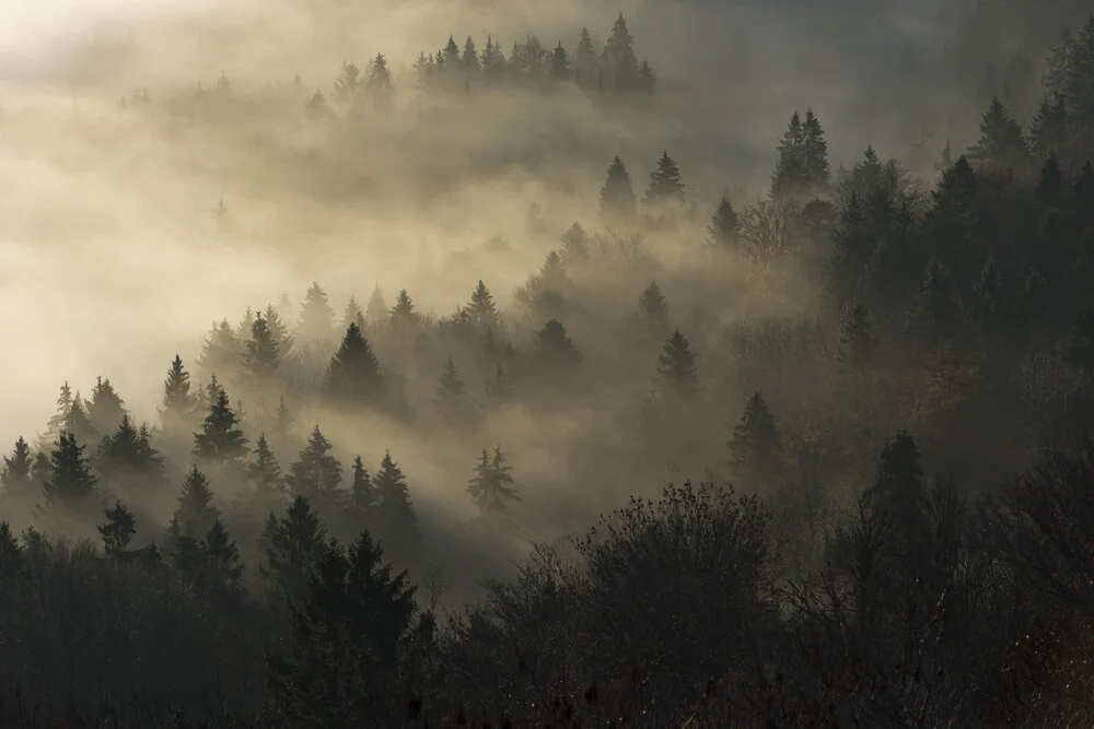 niebla de la mañana - Fotografía artística de Thomas Staubli