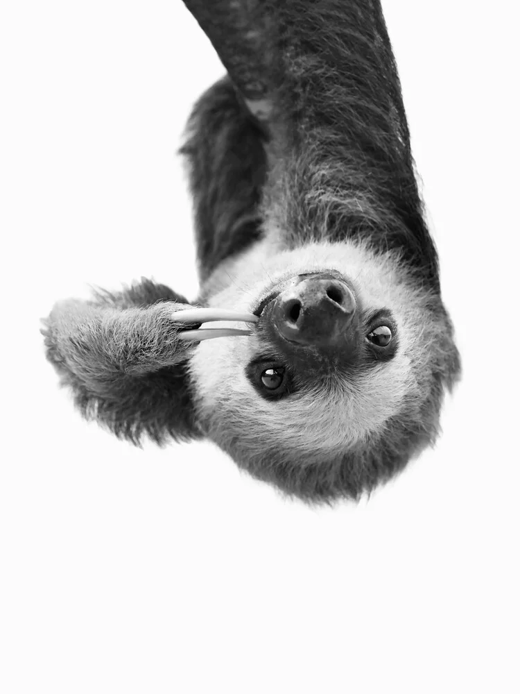 Sloth BW - Fotografía artística de Kathrin Pienaar